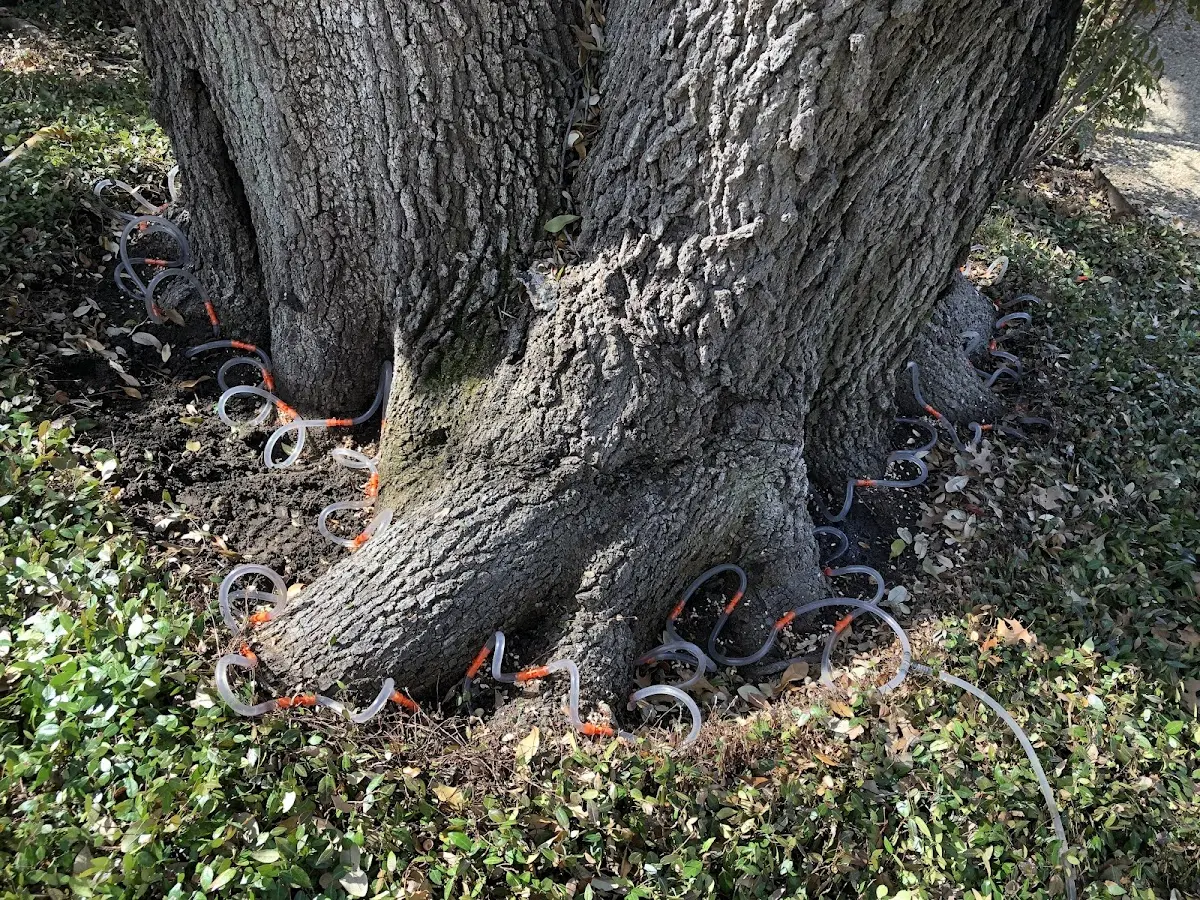 Detailed Tree Cabling and Bracing job site in Hitchcock