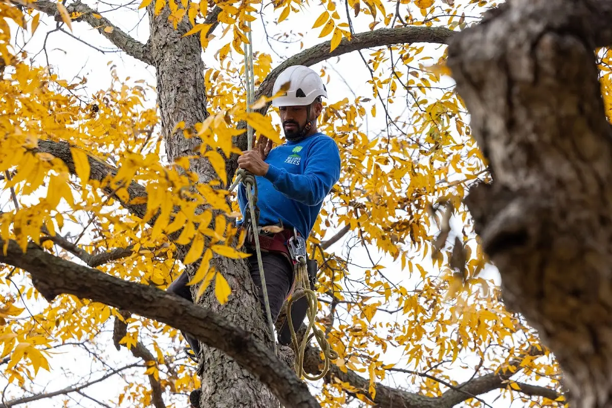 Skilled Tree Trimming crew working in Hitchcock