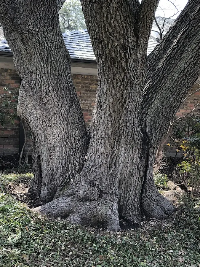 Mature heritage tree close to a Hitchcock property cared for by certified arborists