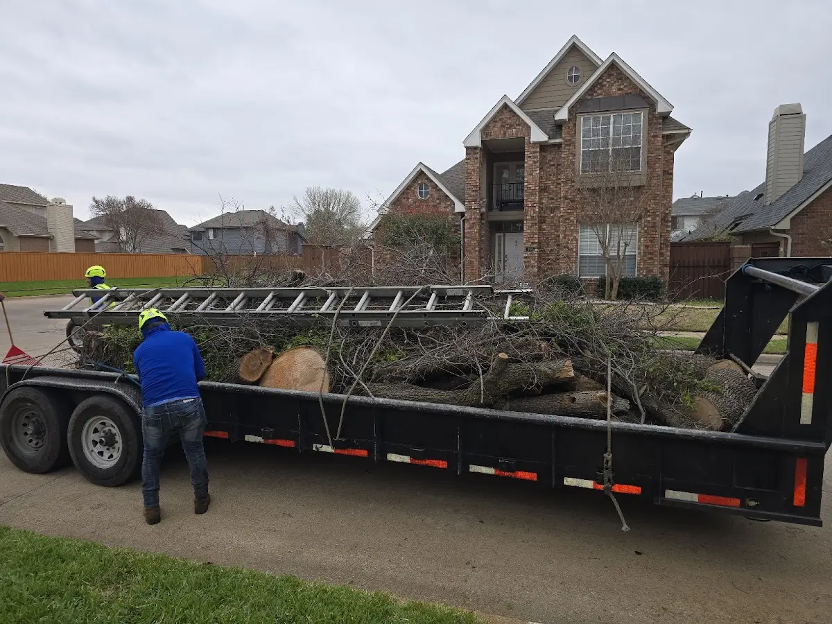 Expert Tree Removal with proper safety equipment in Hitchcock